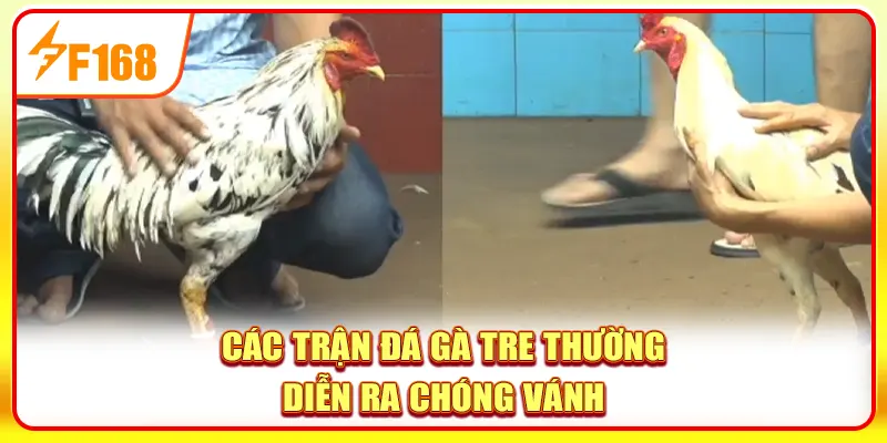 Khám phá quy định cơ bản khi thi đấu đá gà tre 