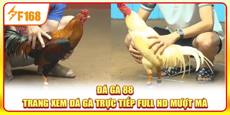 Đá gà 88
