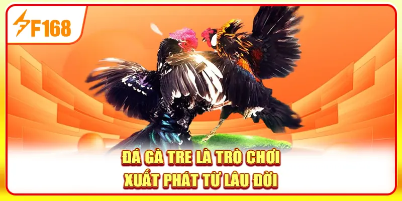 Khám phá sức hút của bộ môn đá gà tre