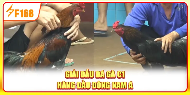 Đá gà C1 được nhiều người chơi quan tâm, tìm hiểu 