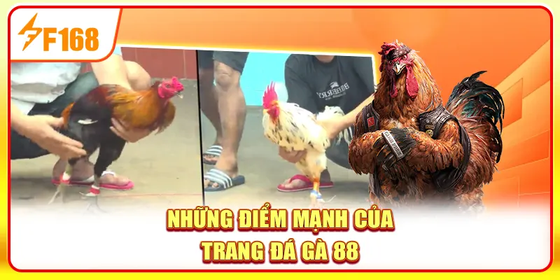 Đá gà 88 mang đến những trải nghiệm khác biệt