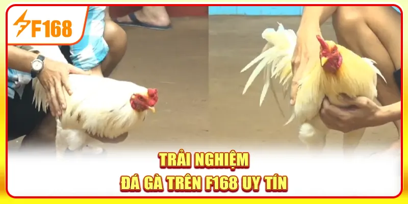 Quan sát ngoại hình chiến kê tham gia đá gà Thomo để đoán đúng bên thắng